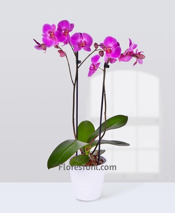 Orquídea Phalaenopsis Rosa