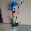 Orquídea Azul con maceta