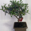 Bonsái Olivo